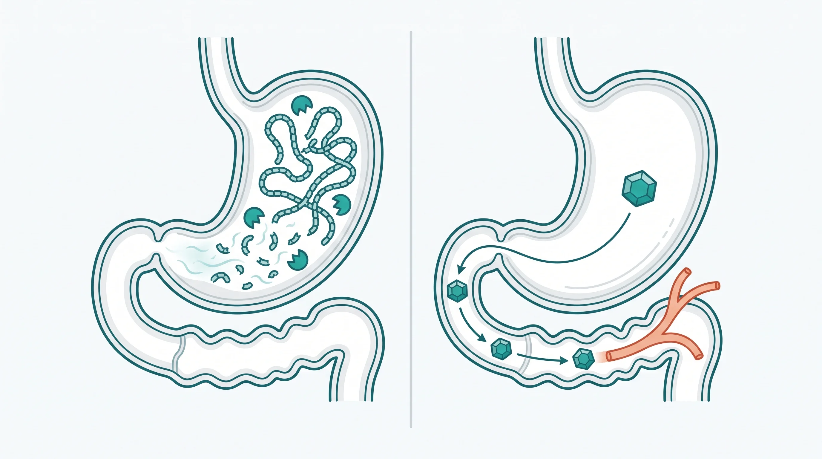 Stomach enzymes break down the tirzepatide peptide while a small-molecule pill passes through intact.