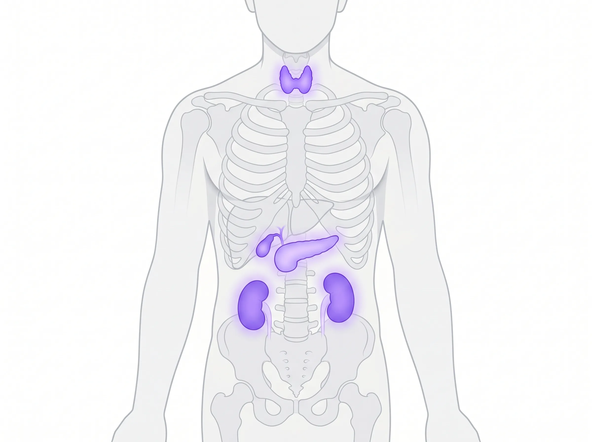 Medical illustration of organs affected by serious GLP-1 risks: pancreas, gallbladder, thyroid, and kidneys