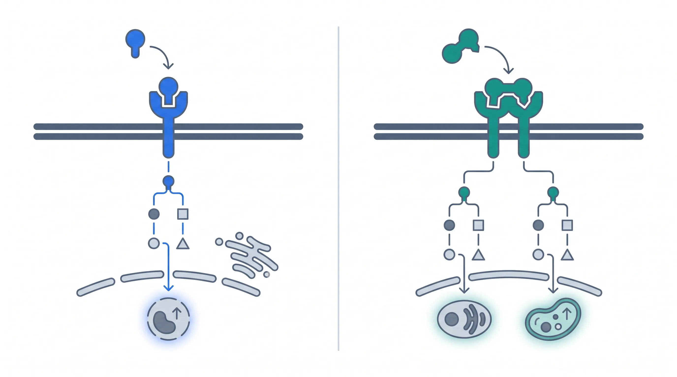 Side-by-side receptor diagram showing tirzepatide activating GIP and GLP-1 pathways versus semaglutide activating GLP-1 only