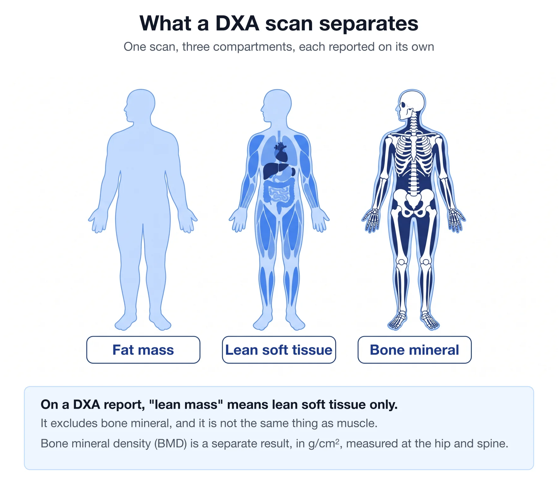 DXA diagram separating fat mass, lean soft tissue and bone mineral into three compartments