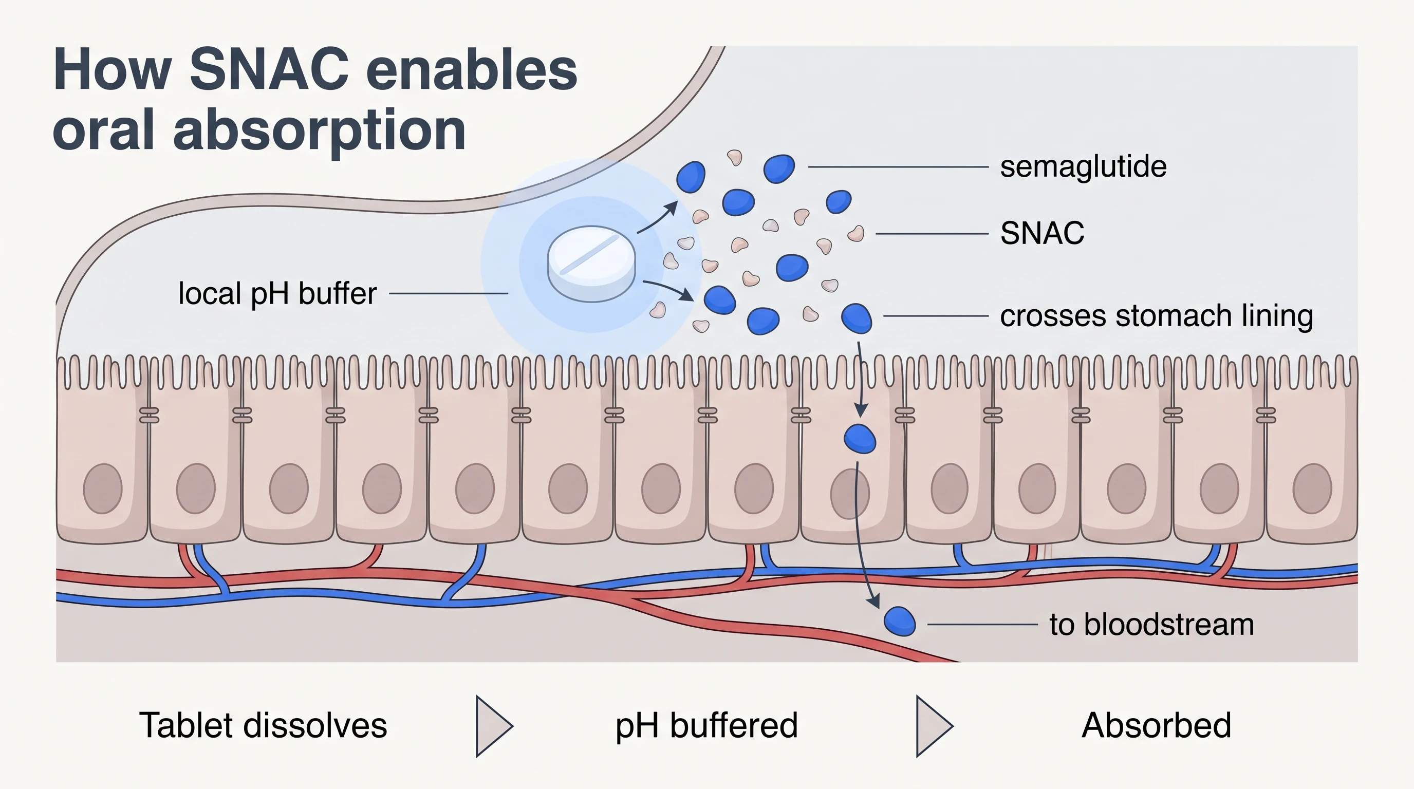 SNAC buffers stomach acid so semaglutide crosses the gastric lining into the bloodstream