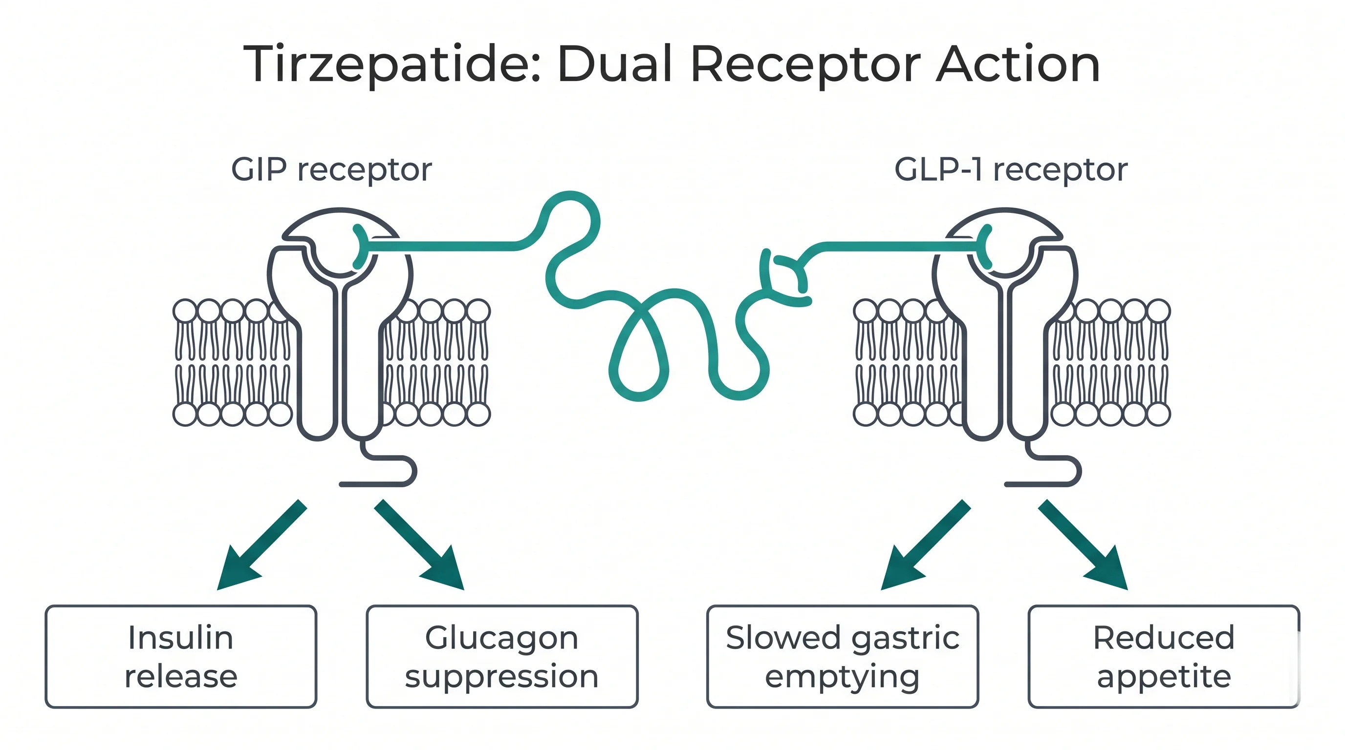 Mounjaro dual agonist mechanism diagram showing GIP and GLP-1 receptor pathways with insulin and appetite effects